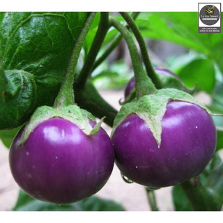 Hạt giống cà tím tròn (cà bát tím) - Shop hạt giống Tạ Gia Trang