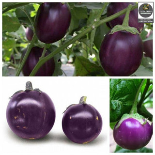 Hạt giống cà tím tròn (cà bát tím) - Shop hạt giống Tạ Gia Trang