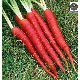 Hạt giống cà rốt đỏ Red Carot - Shop hạt giống Tạ Gia Trang