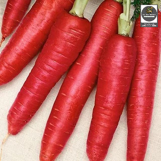Hạt giống cà rốt đỏ Red Carot - Shop hạt giống Tạ Gia Trang