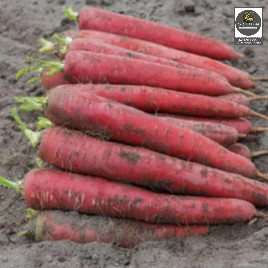 Hạt giống cà rốt đỏ Red Carot - Shop hạt giống Tạ Gia Trang