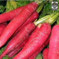Hạt giống cà rốt đỏ Red Carot - Shop hạt giống Tạ Gia Trang