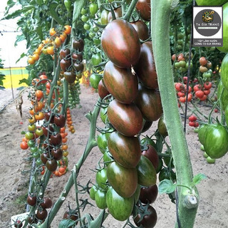Hạt giống cà chua sôcôla (cà chua chocolate)