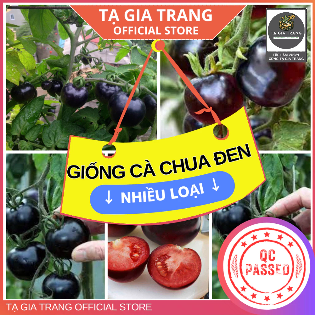 Hạt giống cà chua đen các loại