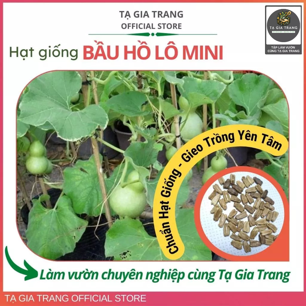 Hạt giống bầu hồ lô mini - Tập làm vườn cùng Tạ Gia Trang