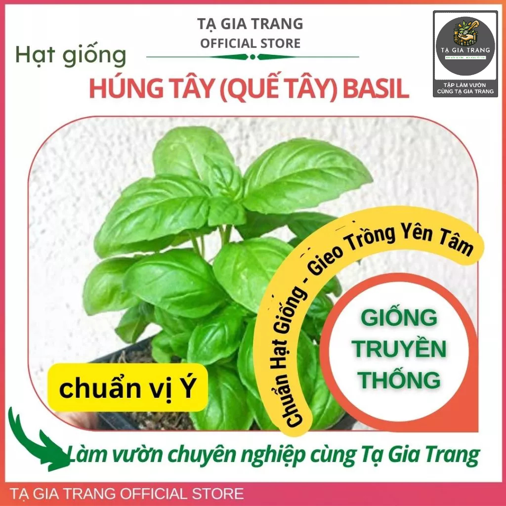 Hạt giống húng Tây Basil (Quế Tây Italy)