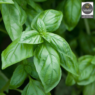 Hạt giống húng Tây Basil (Quế Tây Italy)