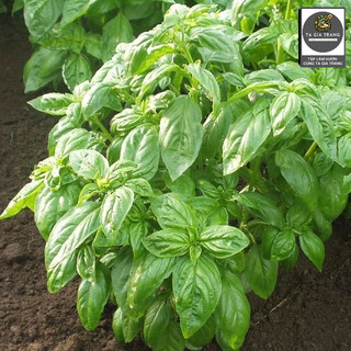 Hạt giống húng Tây Basil (Quế Tây Italy)