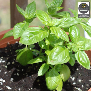 Hạt giống húng Tây Basil (Quế Tây Italy)