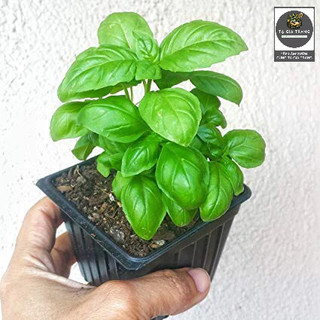Hạt giống húng Tây Basil (Quế Tây Italy)