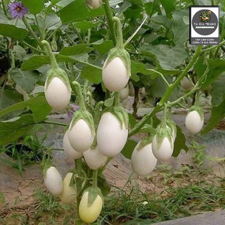 .Hạt giống cà trứng ngỗng - Quả to, thịt mềm, ít hạt