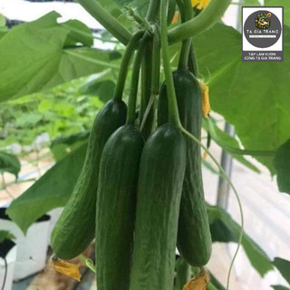 Hạt giống dưa chuột chùm trơn