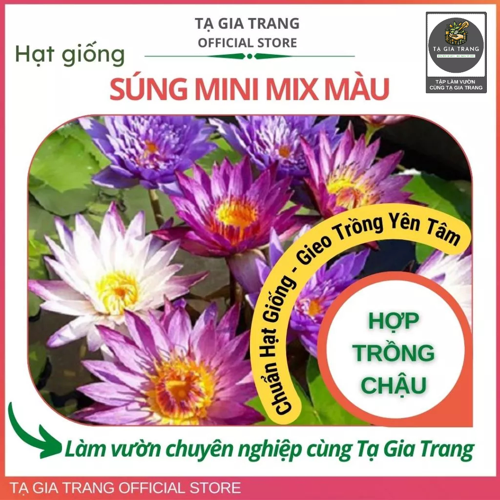 Hạt giống hoa súng mini mix màu dễ trồng, hoa nhỏ xinh, nhiều màu sắc