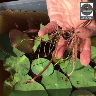 Hạt giống hoa súng mini mix màu dễ trồng, hoa nhỏ xinh, nhiều màu sắc
