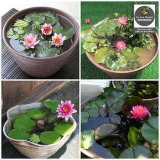 Hạt giống hoa súng mini mix màu dễ trồng, hoa nhỏ xinh, nhiều màu sắc
