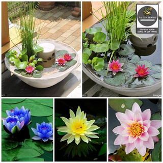 Hạt giống hoa súng mini mix màu dễ trồng, hoa nhỏ xinh, nhiều màu sắc