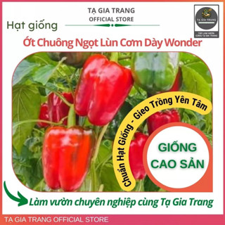 Hạt Giống Ớt Chuông Ngọt Lùn Cơm Dày Wonder