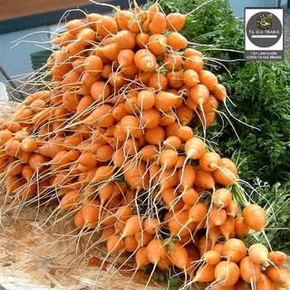 Hạt giống cà rốt củ tròn - Dễ trồng, nảy mầm nhanh, vị ngọt