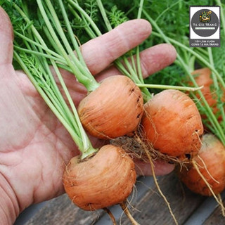 Hạt giống cà rốt củ tròn - Dễ trồng, nảy mầm nhanh, vị ngọt