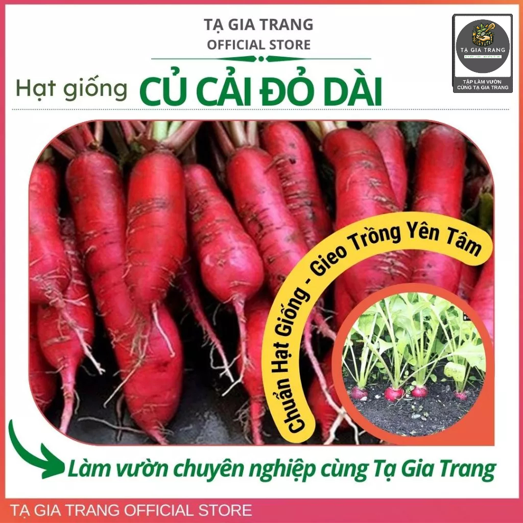 Hạt Giống Củ Cải Đỏ Dài