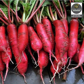 Hạt Giống Củ Cải Đỏ Dài