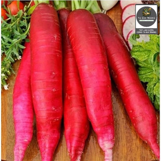 Hạt Giống Củ Cải Đỏ Dài