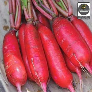 Hạt Giống Củ Cải Đỏ Dài