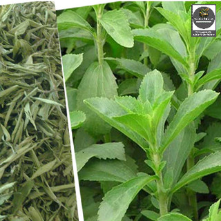 Hạt Giống Cỏ Ngọt Stevia