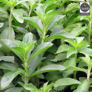Hạt Giống Cỏ Ngọt Stevia