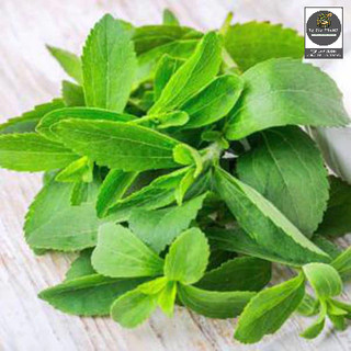 Hạt Giống Cỏ Ngọt Stevia