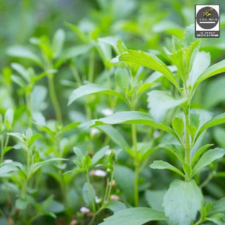 Hạt Giống Cỏ Ngọt Stevia