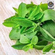 Hạt Giống Cỏ Ngọt Stevia