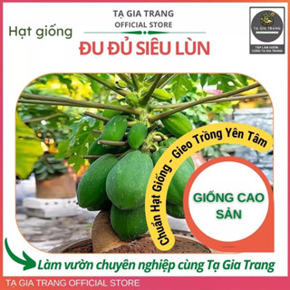 Hạt giống Đu đủ ruột đỏ siêu ngon ngọt, cây thấp dễ chăm sóc