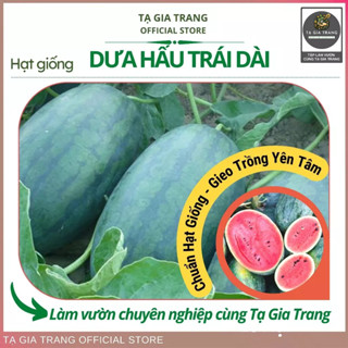 Hạt Giống Dưa Hấu Trái Dài, Vỏ Mỏng, Vị Ngọt Mát - Shop Hạt Giống Tạ Gia Trang
