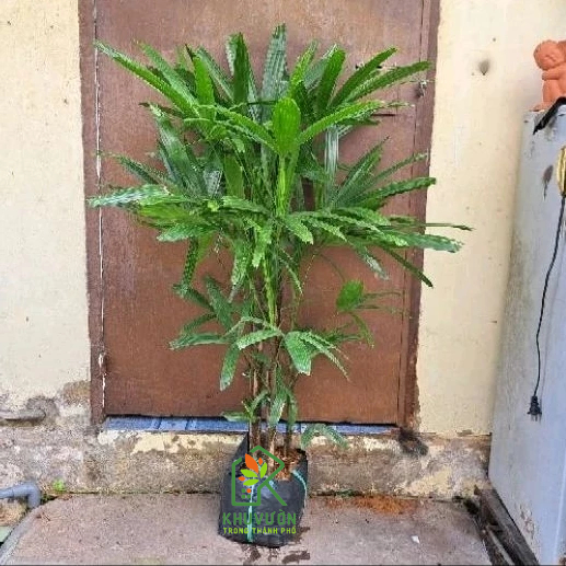 Cây Mật Cật, Cây trúc mây (cây chưa gồm chậu)