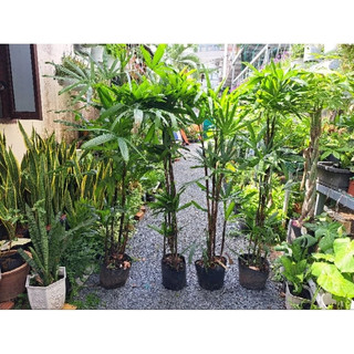 Cây Mật Cật, Cây trúc mây (cây chưa gồm chậu)