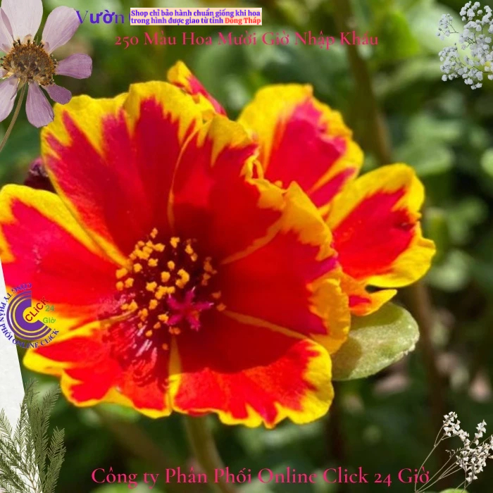 Cành Giống Hoa Sam Thái Phượng Đỏ Màu 10 Hoa Mười Giờ Sam Đơn Thái Rực Lửa Hoa Mười Giờ Bonsai & Phụ