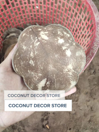 Dĩa xà bông gáo dừa