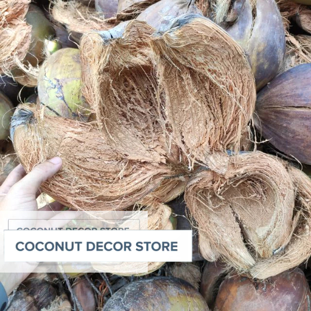 VỎ DỪA KHÔ ĐA DỤNG 10 CÁI