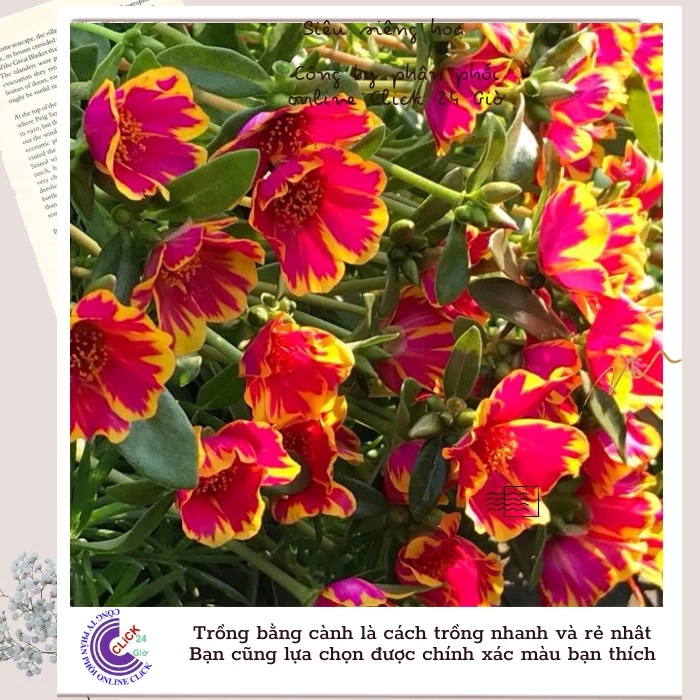 Cành Giống Hoa Sam Thái Phượng Đỏ Màu 10 Hoa Mười Giờ Sam Đơn Thái Rực Lửa MiMa market