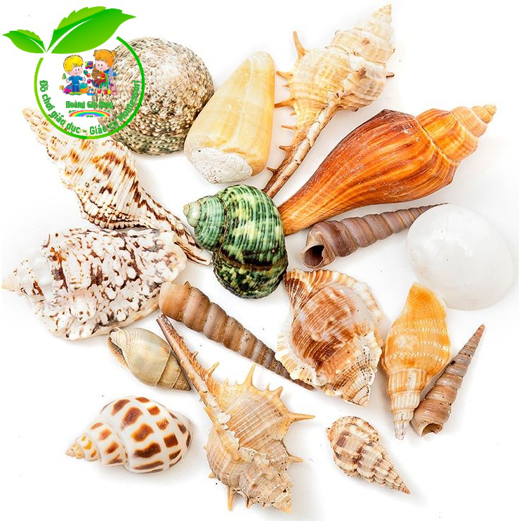 250gr vỏ ốc, sò biển