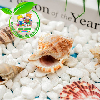 250gr vỏ ốc, sò biển