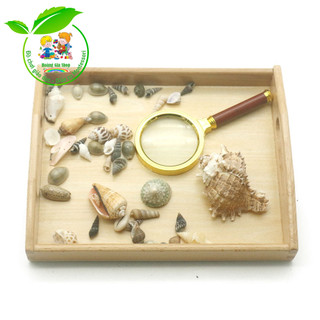 250gr vỏ ốc, sò biển