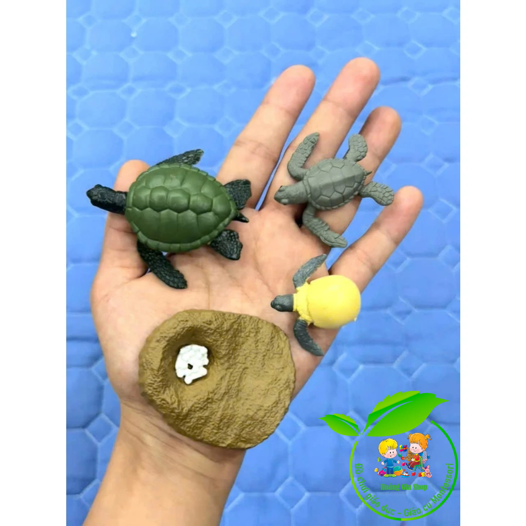 Mô hình vòng đời của rùa - Turtle life cycle