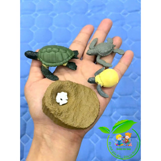 Mô hình vòng đời của rùa - Turtle life cycle