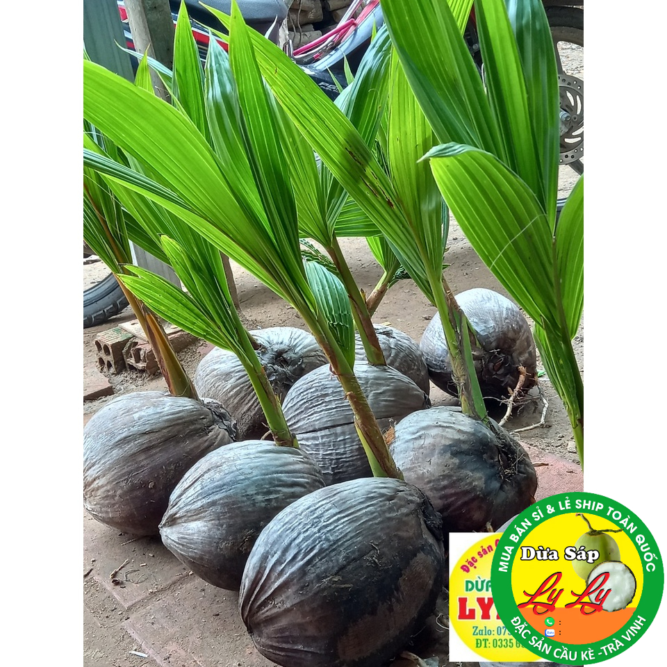 CÂY GIỐNG DỪA SÁP ĐẶC RUỘT