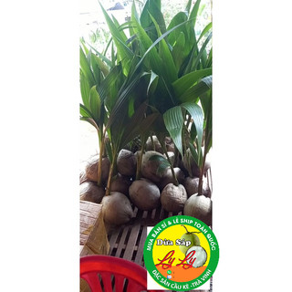 CÂY GIỐNG DỪA SÁP ĐẶC RUỘT
