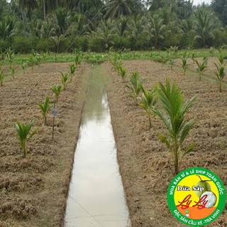 CÂY GIỐNG DỪA SÁP ĐẶC RUỘT