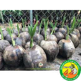 CÂY GIỐNG DỪA SÁP ĐẶC RUỘT