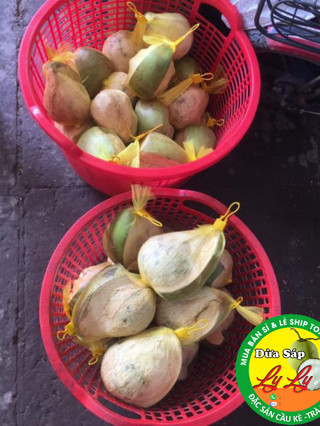 DỪA SÁP LỎNG 4 LÀM MỨT SINH TỐ